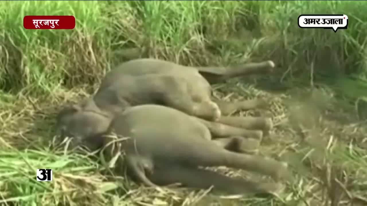 करंट ने ली हाथियों की जान