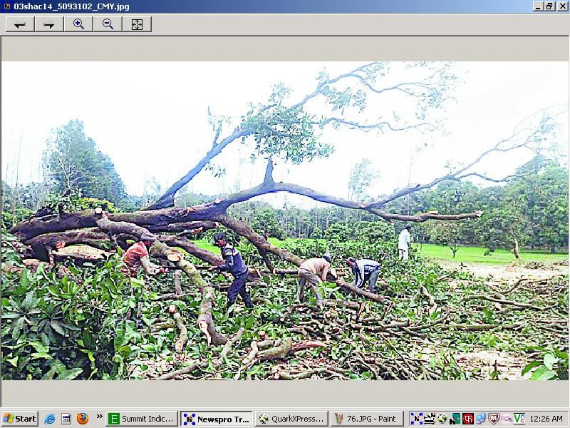 the ax on Behat fruit orchards 
