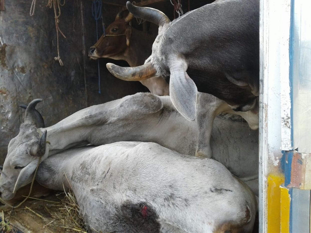 Police ne ek container se pakde 18 bull ek aaropi arrest