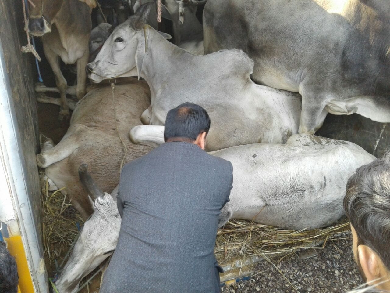 Police ne ek container se pakde 18 bull ek aaropi arrest