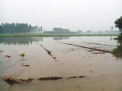 Panther Khandi Minor cut, crop submerged