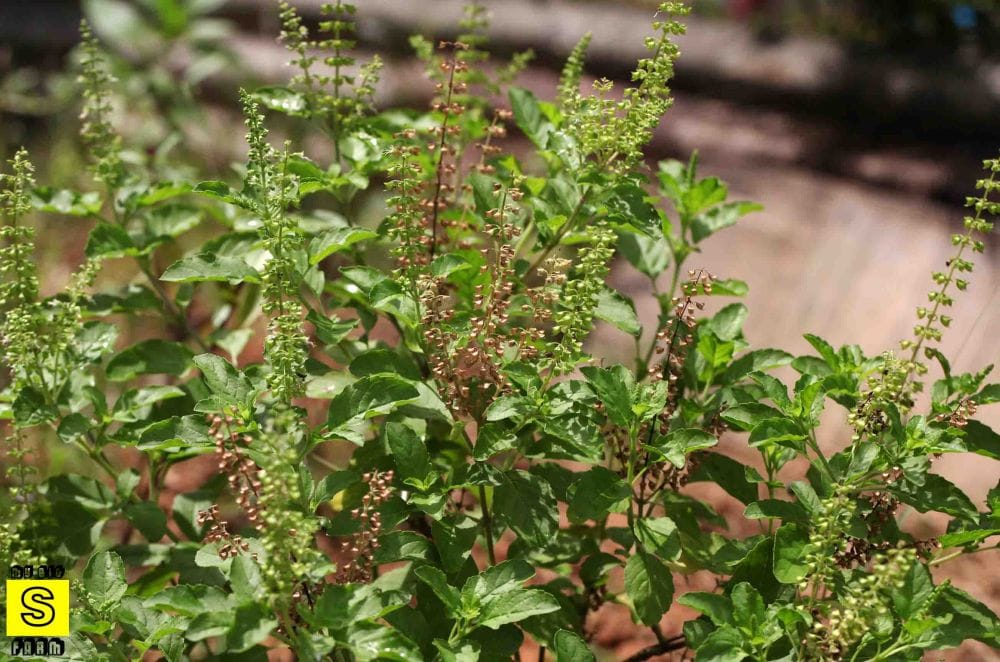 camphor can remove negative energy from your house know other benefits