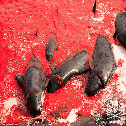 Slaughter turns the sea red with blood