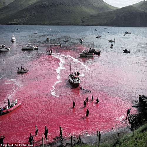 Slaughter turns the sea red with blood