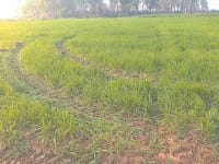 field, crop, farmers, tractor, attack, crime, police, kurukshetra