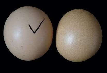 chinese egg sales alerts