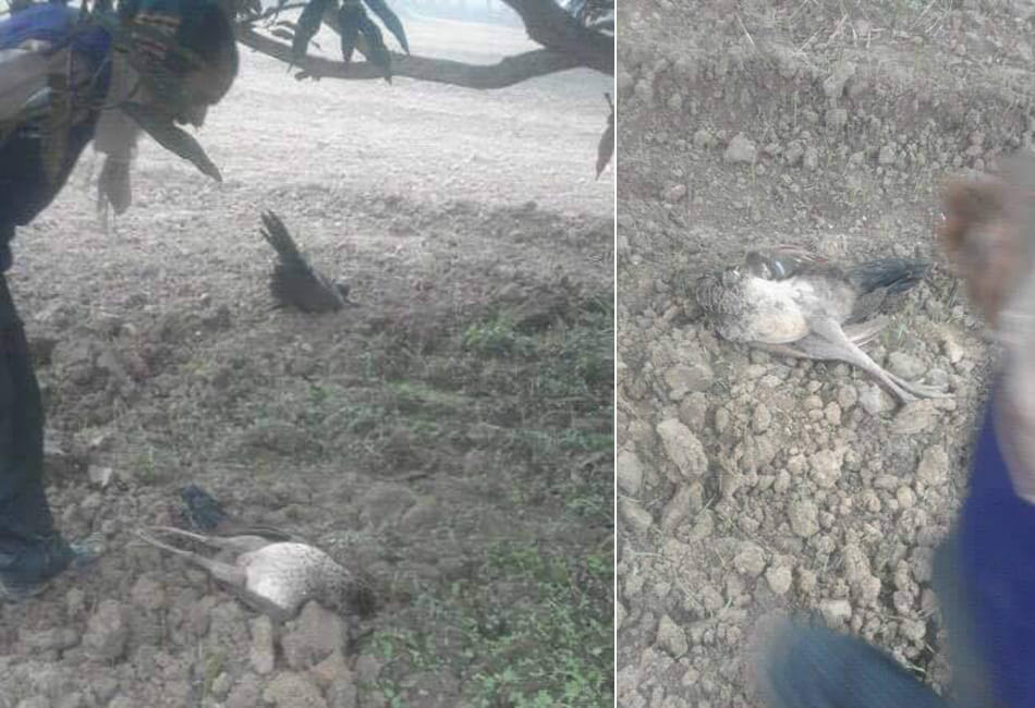 three peacock bodies found at farm