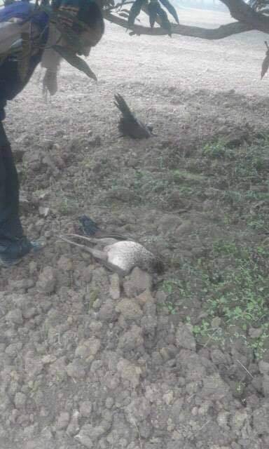 three peacock bodies found at farm