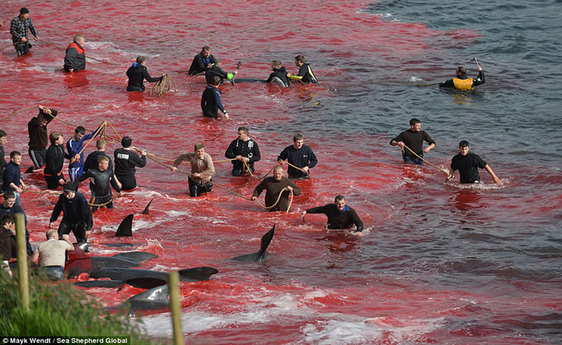 Slaughter turns the sea red with blood