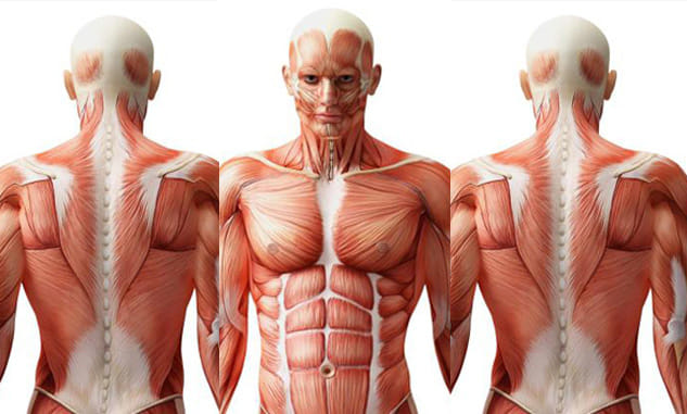Mesentery: New organ discovered inside human body by scientists