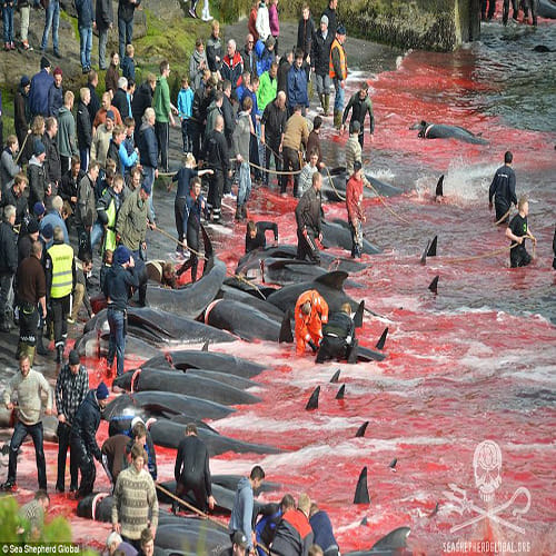 Slaughter turns the sea red with blood