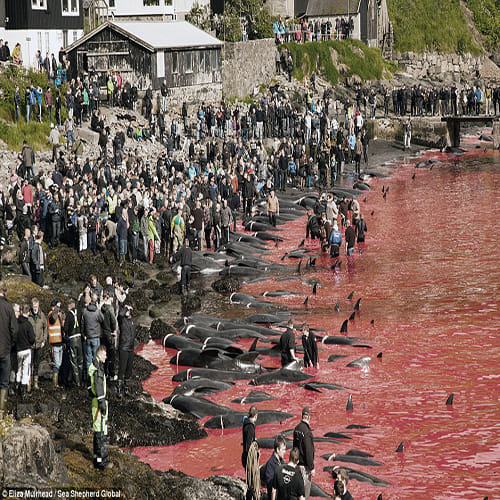 Slaughter turns the sea red with blood