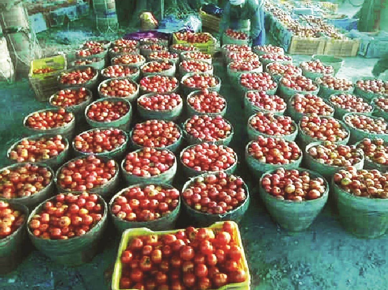 bumper yield of tomatoes in mirzapur but no any customers, farmers are in trouble