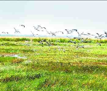 the reservoir buzzing from the exotic birds 