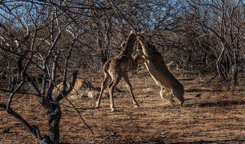 Great Battle Between Girraf And Lion