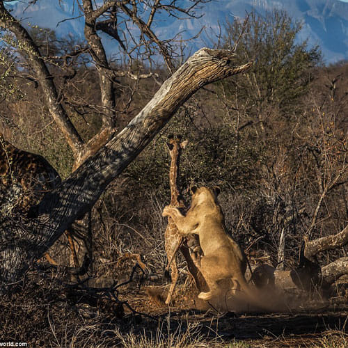 Great Battle Between Girraf And Lion