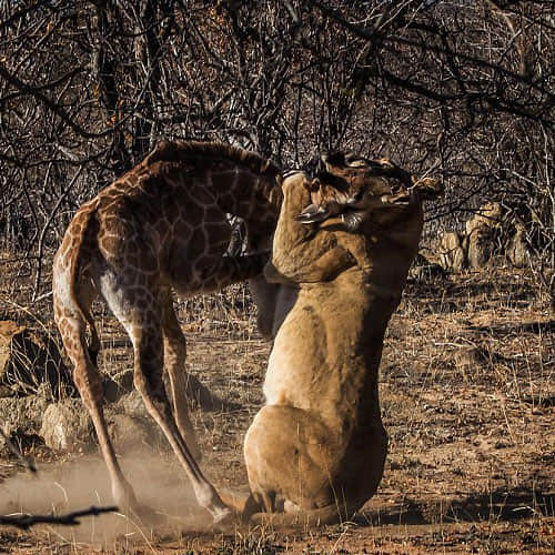 Great Battle Between Girraf And Lion