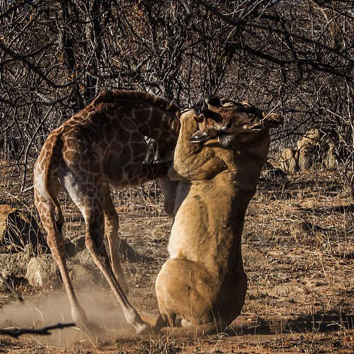 Great Battle Between Girraf And Lion