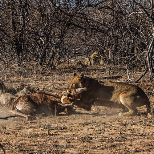 Great Battle Between Girraf And Lion