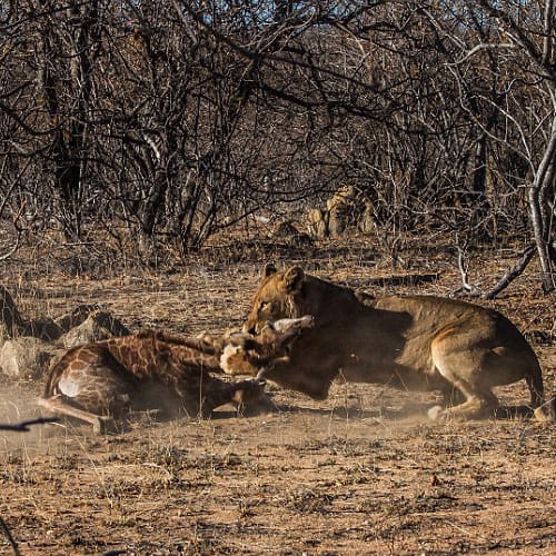 Great Battle Between Girraf And Lion