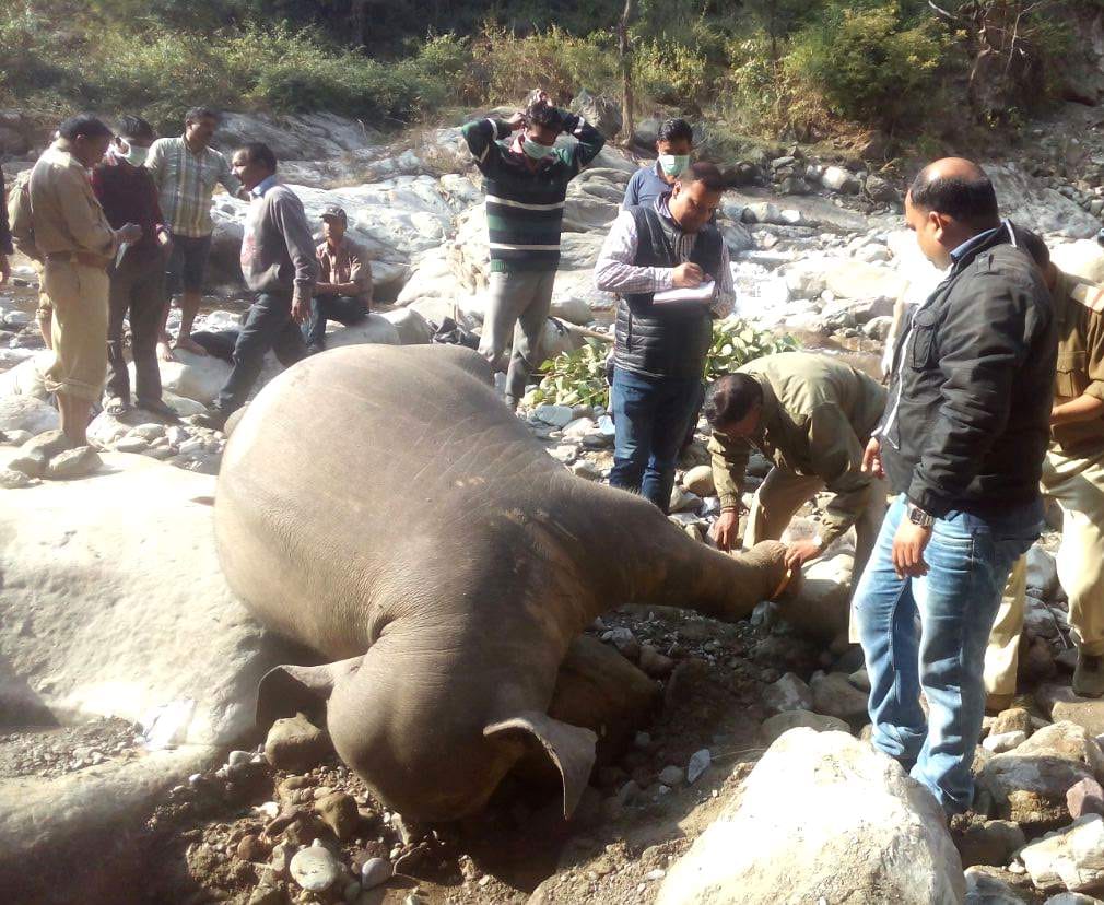 Baby elephant died after falling from cliff