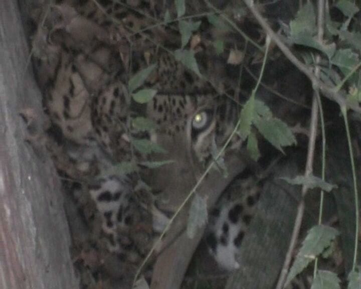 The leopard entered the yard