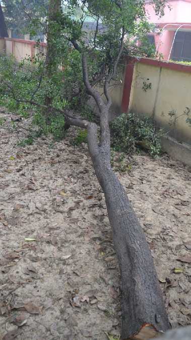 Procurator housing was cut sandalwood tree