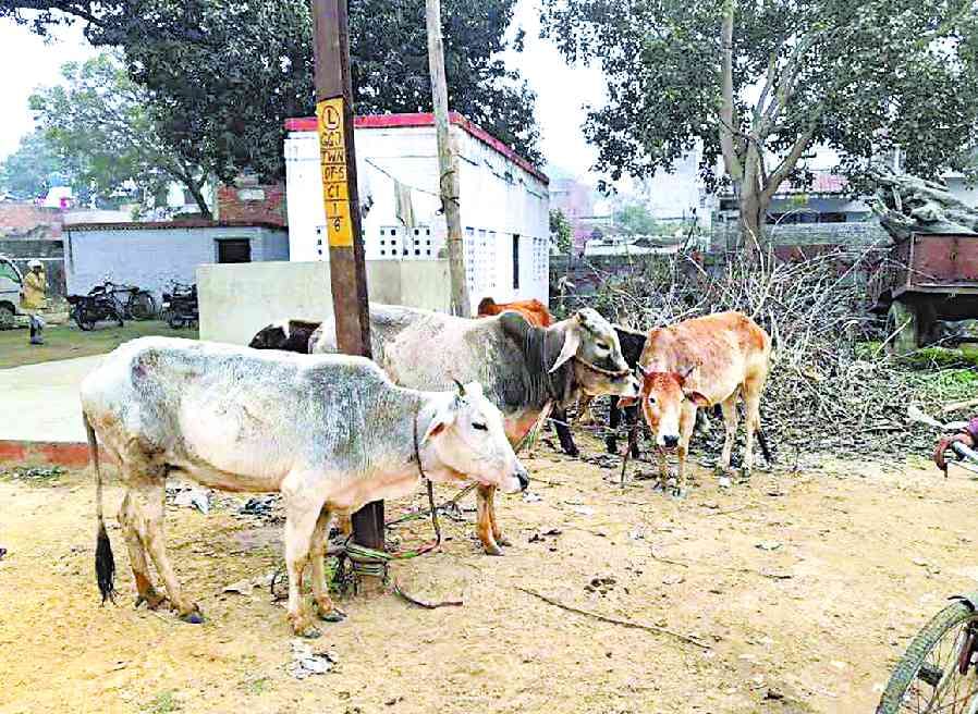 14 slaughter banned animal recovered, six killed