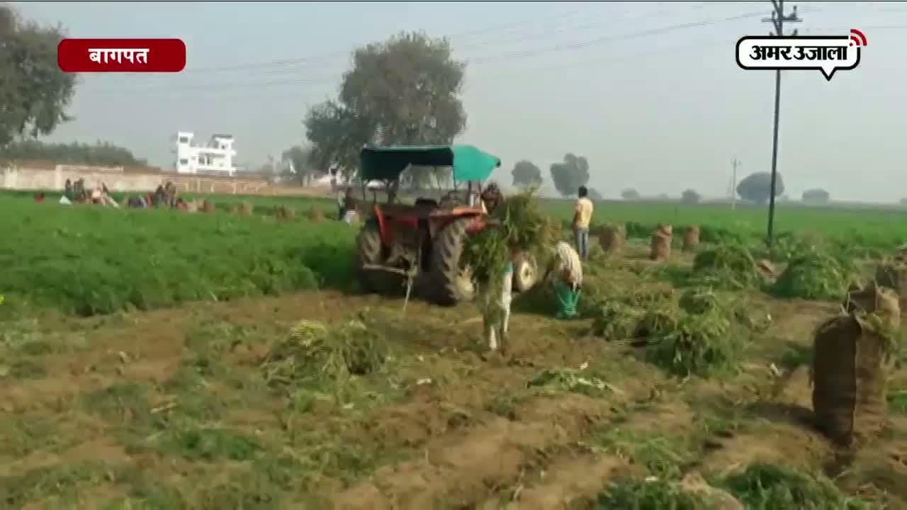 गाजर किसान