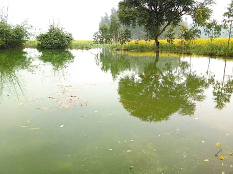 The village entered the water, submerged crops in 50 bigha