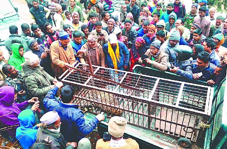 Close the leopard entered the village byre