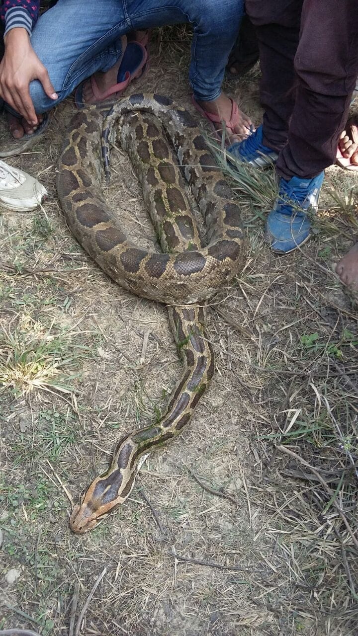 Varanasi 10 feet long python 