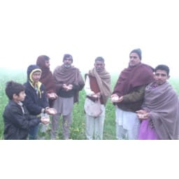 Rain, rain in Sirsa, destroy crop, Sirsa