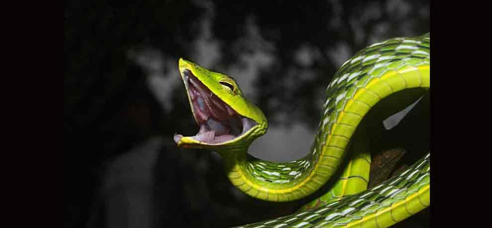 delhi drummer injects snake venom and now he is more dangerous than snake