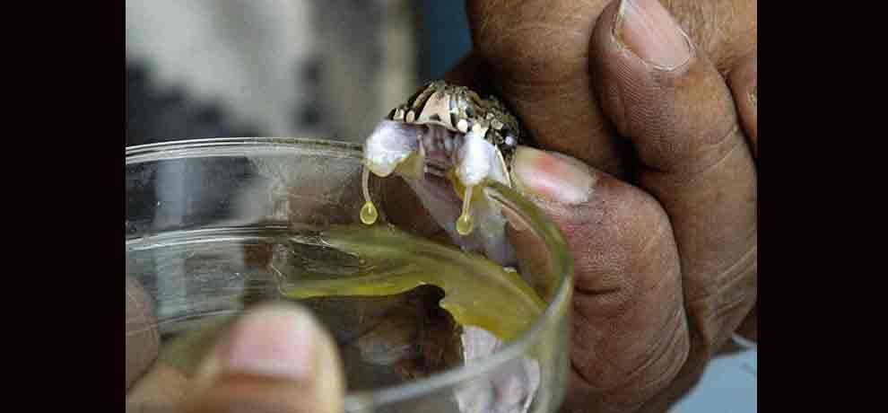 delhi drummer injects snake venom and now he is more dangerous than snake