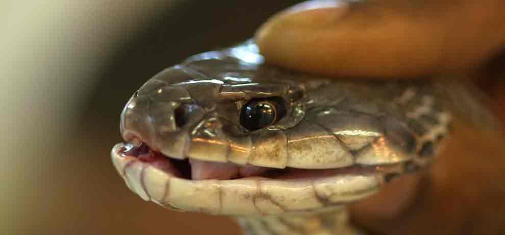 wife's whist bites by husband when a snake bites him in bihar's samastipur