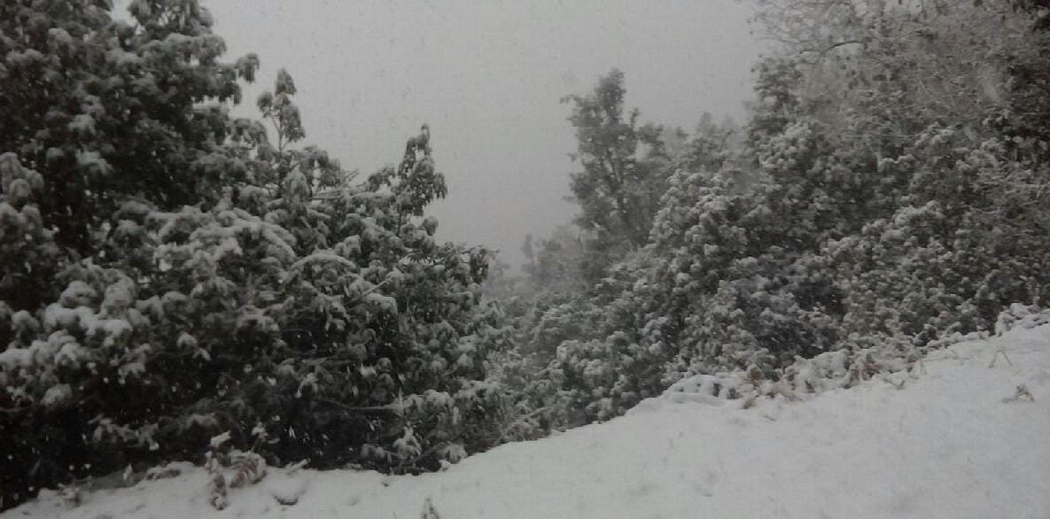Binsar, Jageshwar, Dulcina, snow, glittering in Panuwanaula