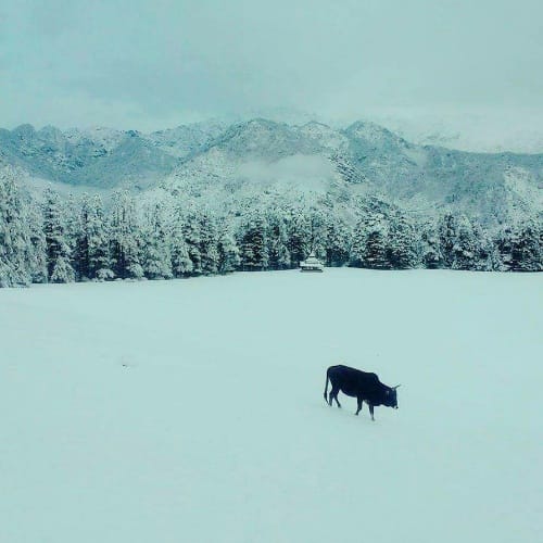 Heavy snowfall in himachal, Shimla, Manali, roads blocked, thousands of tourists stranded