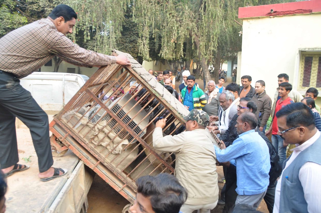 inter state animal smuggler  arrested with five wild cat 