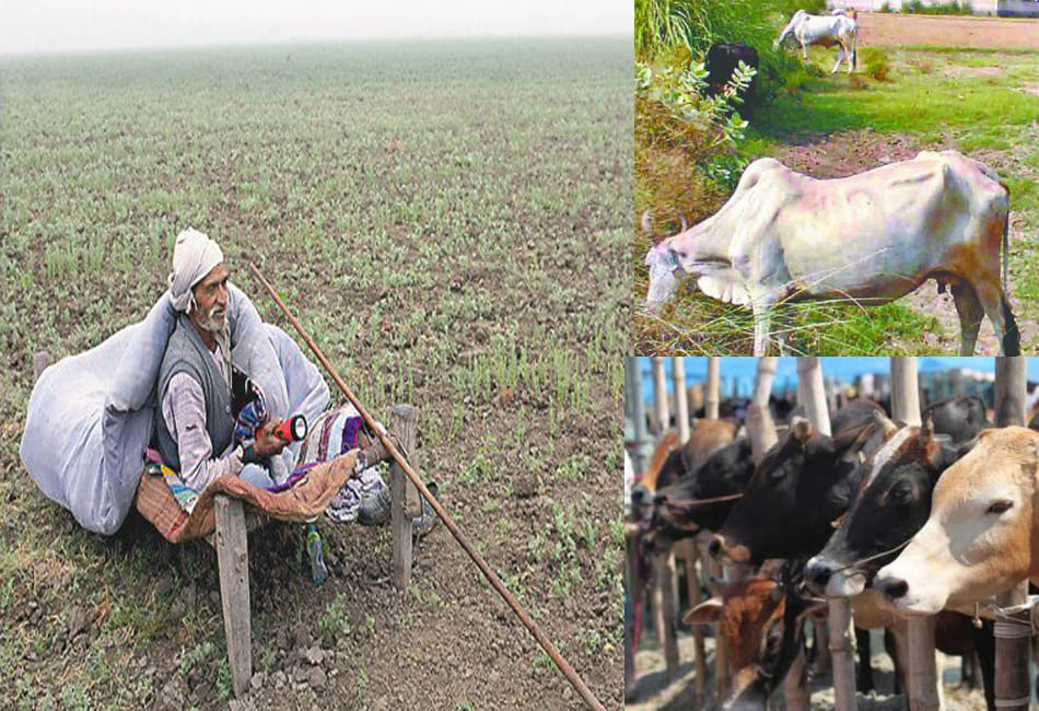 steps taken to protect the crop from animals 