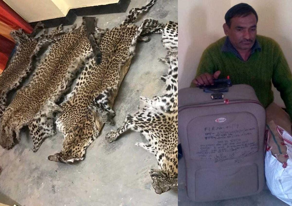 three smuggler arrested with leopard skin.