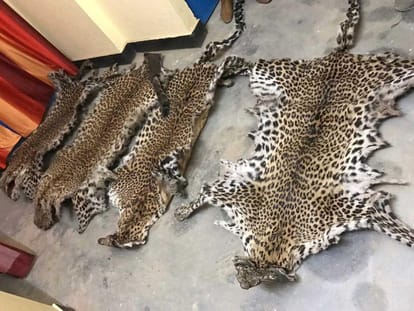 three smuggler arrested with leopard skin.