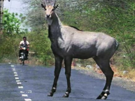 one person killd in ballia while nilghai jump on bike