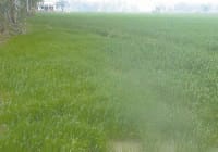 raining, wheat crops, farmer happy, kaithal