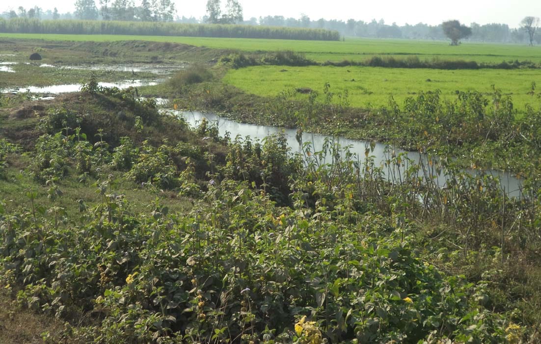 Being thrown into the river every day, several tons Kundha