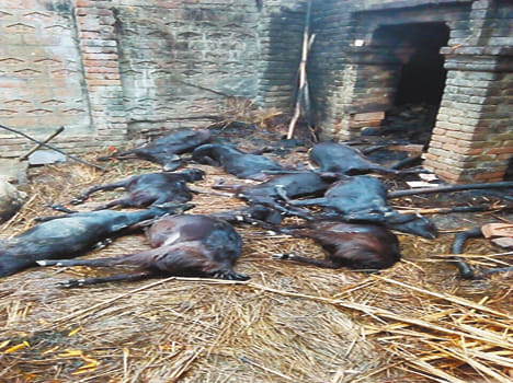 Household fire ashes, nine goats Mrin