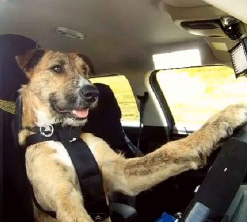 rescue dogs passed driving test 
