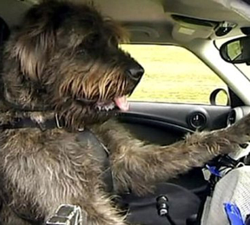 rescue dogs passed driving test 