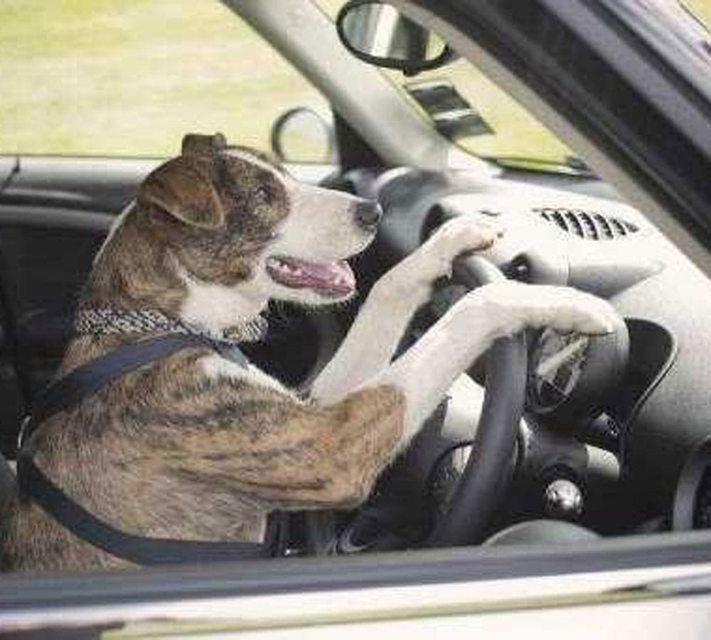 rescue dogs passed driving test 