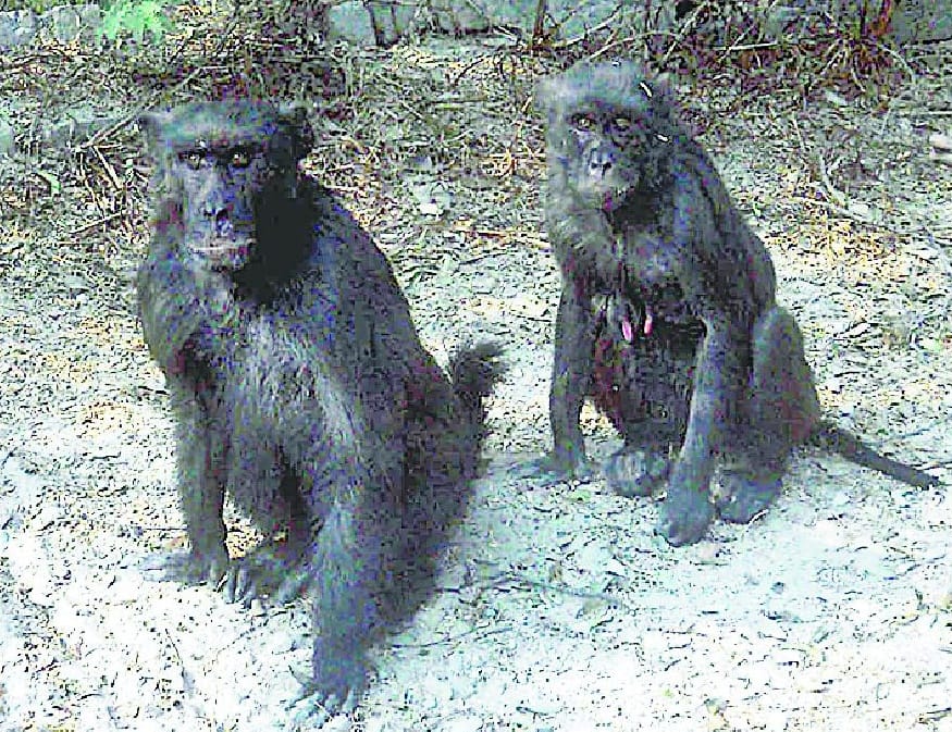 Monkeys were darkened factory pollution